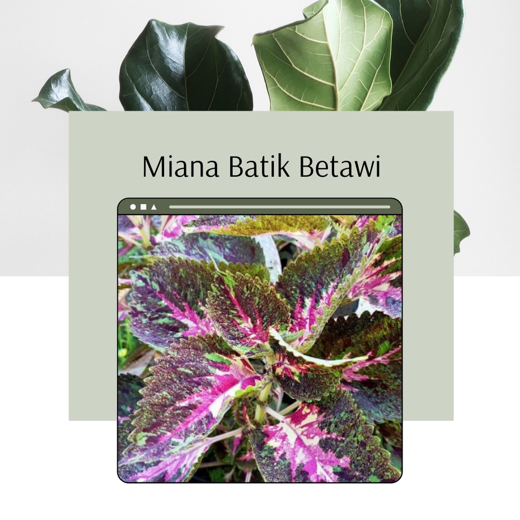 Tanaman Miana Batik Betawi Bunga Miana Batik Betawi Tanaman Miana Premium Batik Betawi Murah