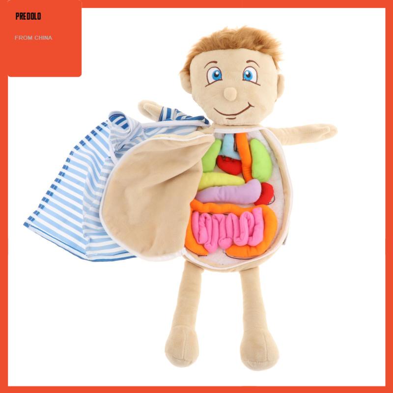 [In Stock] Human Body Anatomy Toy Teaching Tool Organ Toy Removable Organs for School