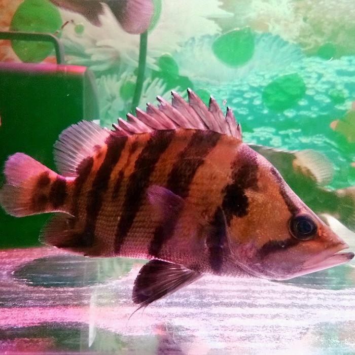 Perawatan Hewan Mantap Terlaris Ikan Datz Besar Size 14 15cm Tankmate Arowana Dll Terbatas Murah Shopee Indonesia