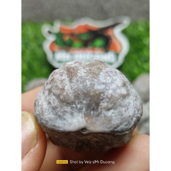 MUNCANG ADU ANAK MAYIT DOMBA AKY