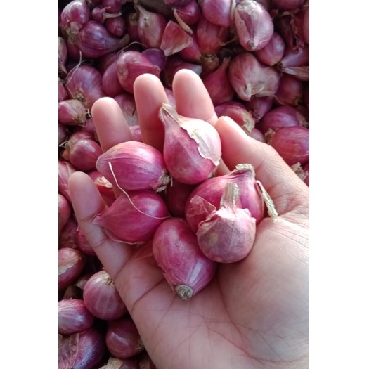 

BAWANG MERAH BRAMBANG ONION kemasan 1 kg bamer