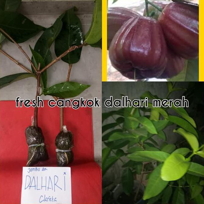 Unggulan Bibit Cangkok Jambu Air Dalhari Merah