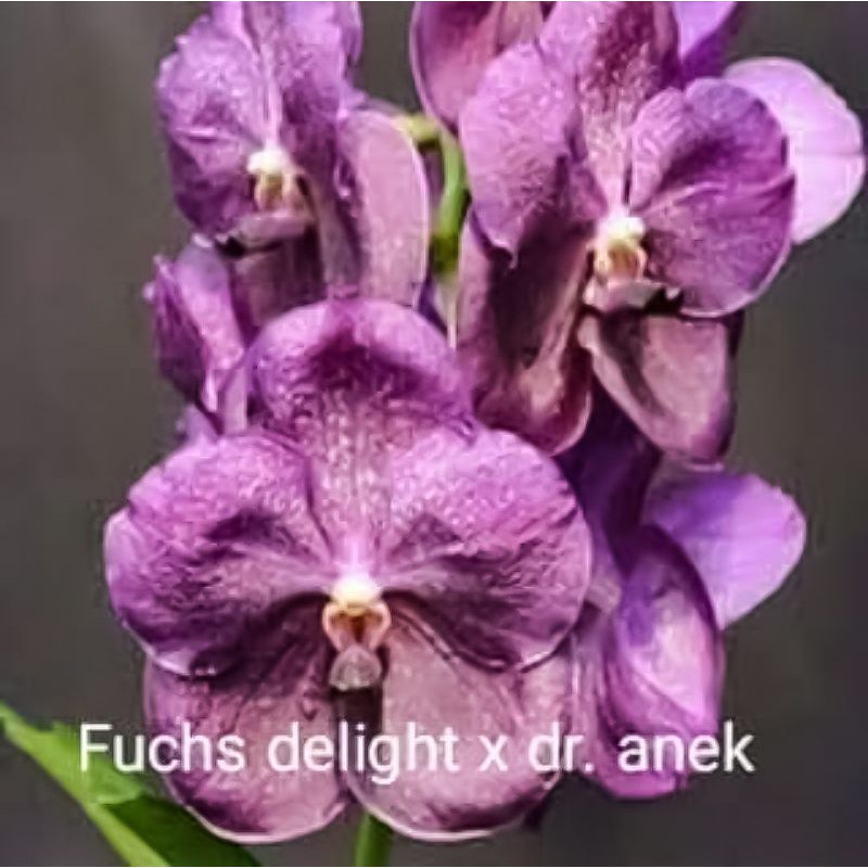 Anggrek Vanda Dewasa Fuchs Delight x Dr Anek Bunga Besar Anggrek Vanda Bunga Jumbo Anggrek Vanda Bun