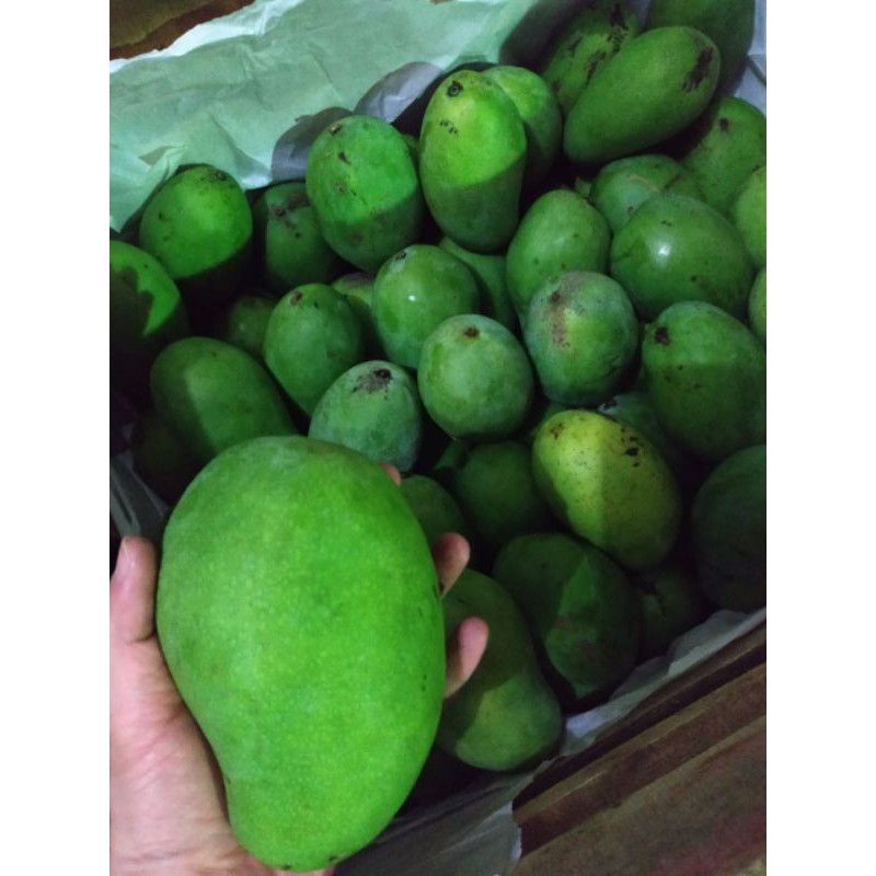 

Mangga Gadung Super