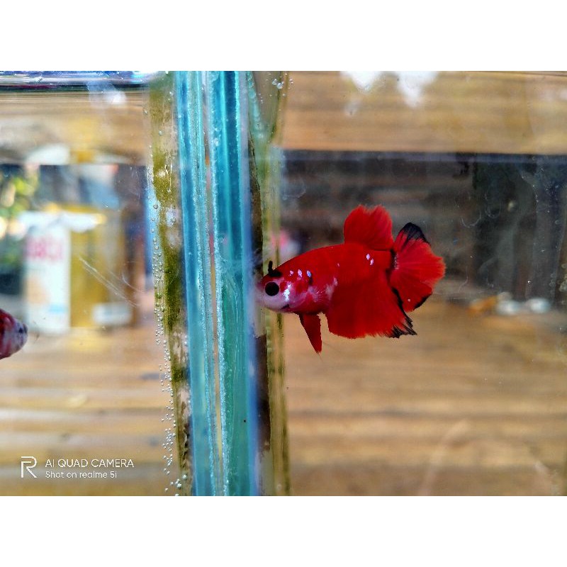 

plakat koi