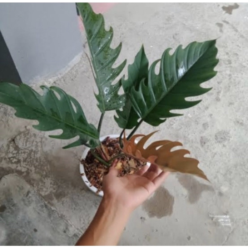 Jual Tanaman Hias Philodendron Caramel Tanaman Hias Koleksi Shopee