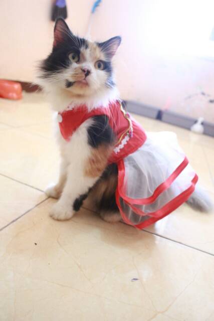 Dress shanghai merah satin untuk imlek 2019 baju kucing murah size S M L XL