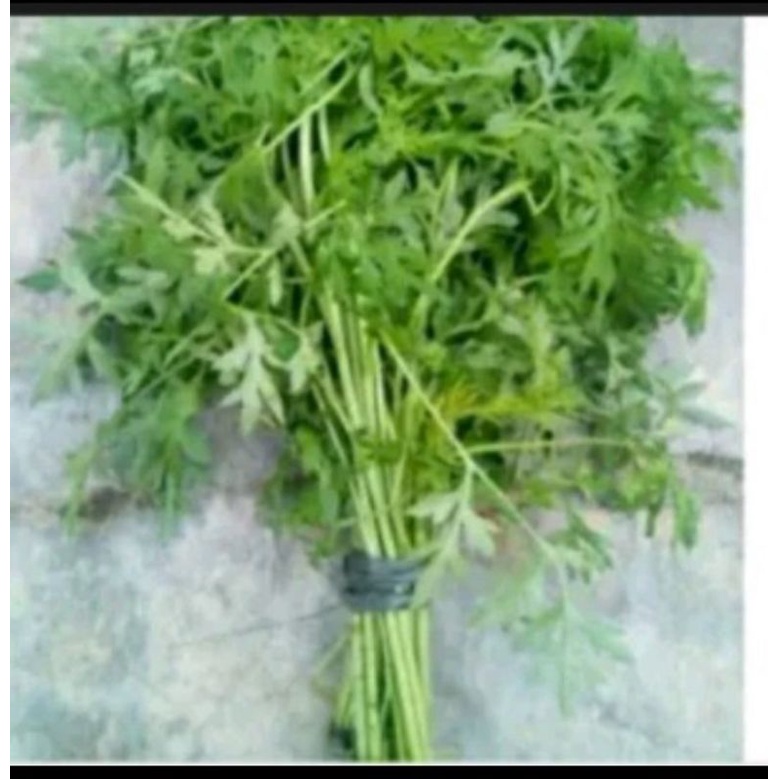 

daun kenikir