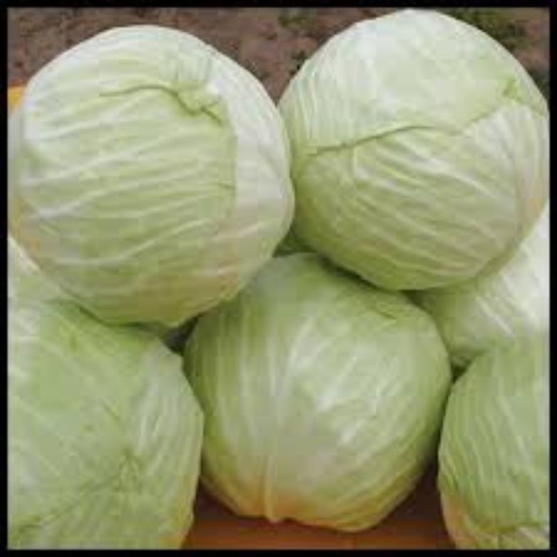

KOL PUTIH / KUBIS FRESH PREMIUM