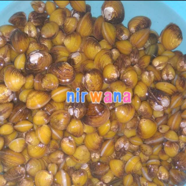 Remis ,cece (kerang air tawar) 100gr