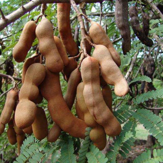 

TERMURAH Asam Jawa fresh