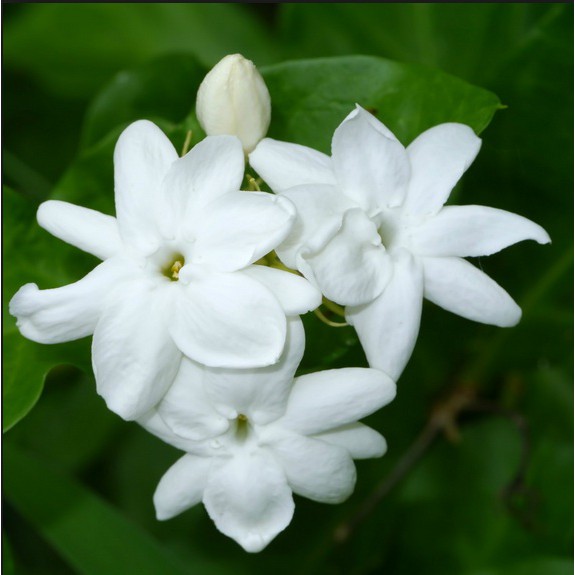 Paket Tanaman Bunga Melati (jasminum sambac)5 pohon 5 jenis