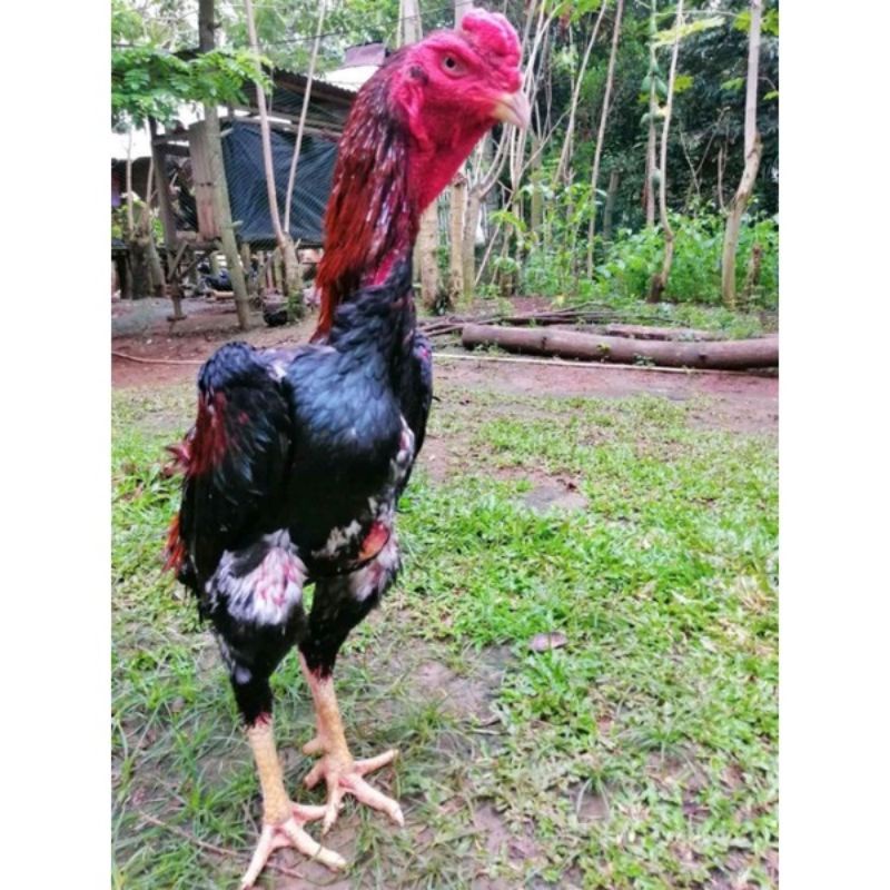 

telur fertil ayam shamo untuk ditetaskan