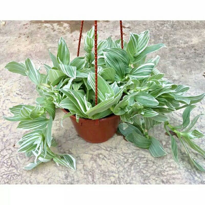 Tanaman hias tradescantia fluminensis