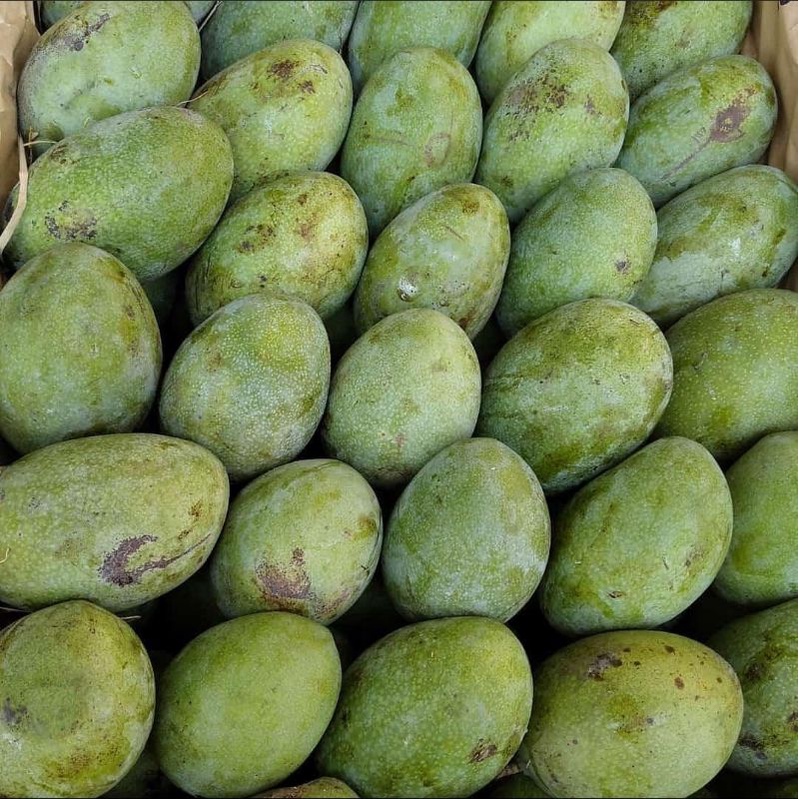 

MANGGA MANALAGI MADU ASLI PROBOLINGGO