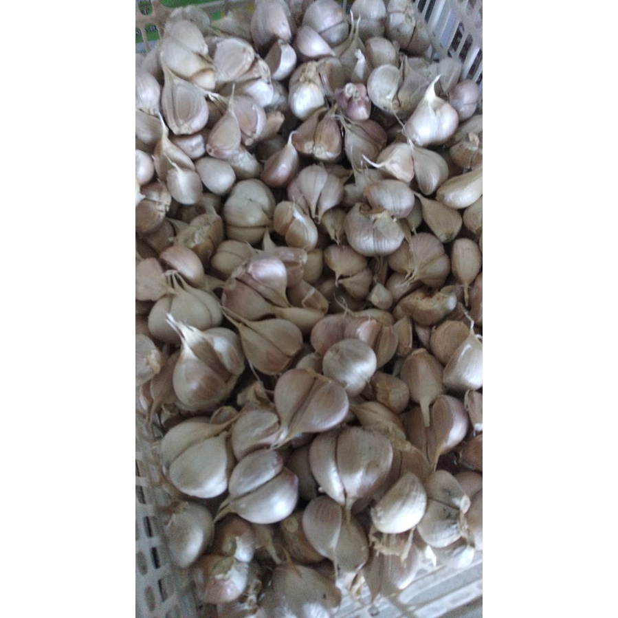 

Bawang Putih / Bawang Kering / Bumbu Dapur /Bumbu Masakan / Fresh / Segar/ Kering