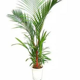 Bibit Palem Merah Pohon Palem Merah Palem Lipstik Oflor33