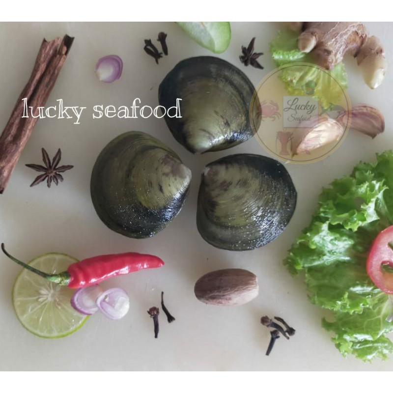 

KERANG JIMBARAN / EROSA