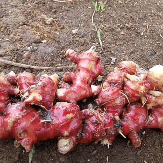 

Jahe Merah Super 1 Kg, Makanan/Bahan Pokok Rempah Murah Herbal Alami - BARU