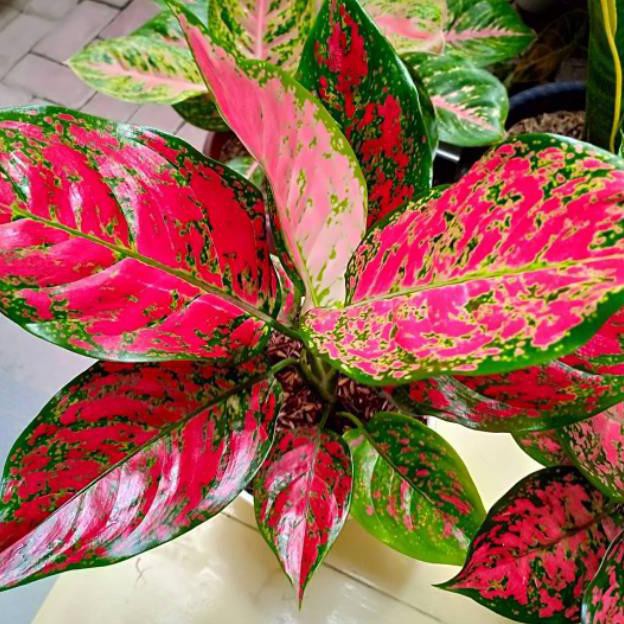 Aglonema Red King - Tanaman Hias Aglonema Red King