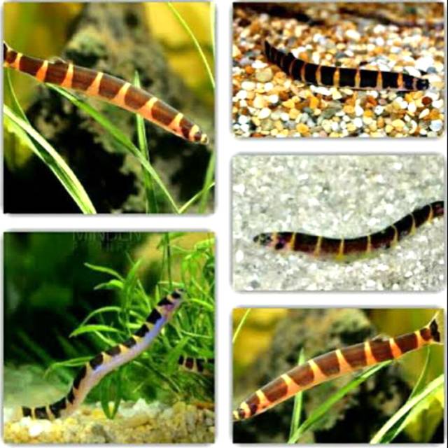 ikan hias kuhli loach