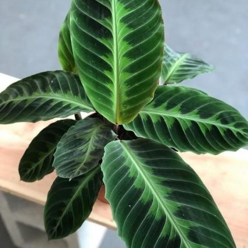 Calathea Zebrina Jungle Velvet / Tanaman Hias Calathea