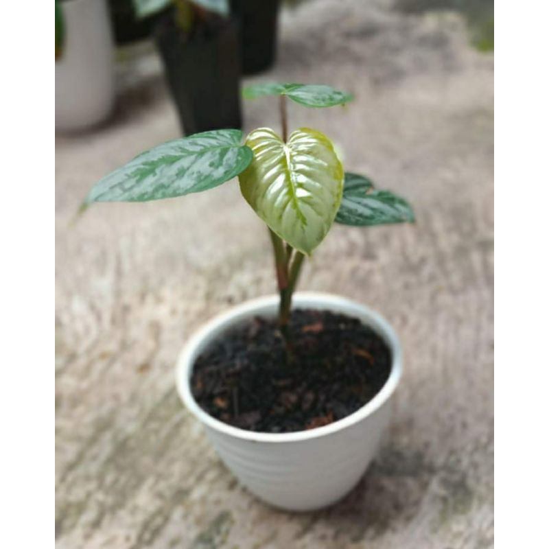 philodendron sodiroi