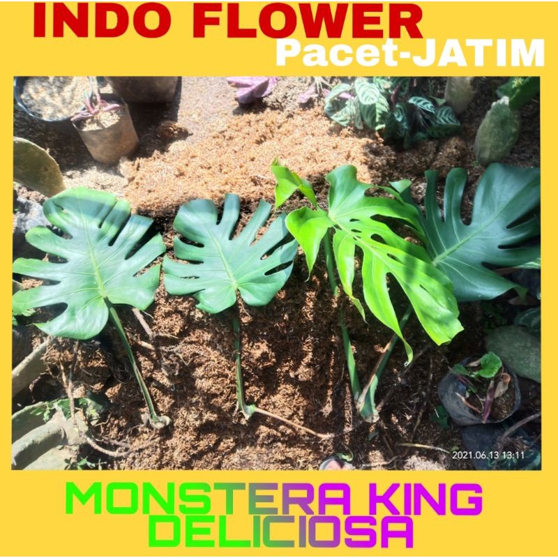 monstera asli DELICIOSA/KING OF MONSTERA SUDAH sobek daun