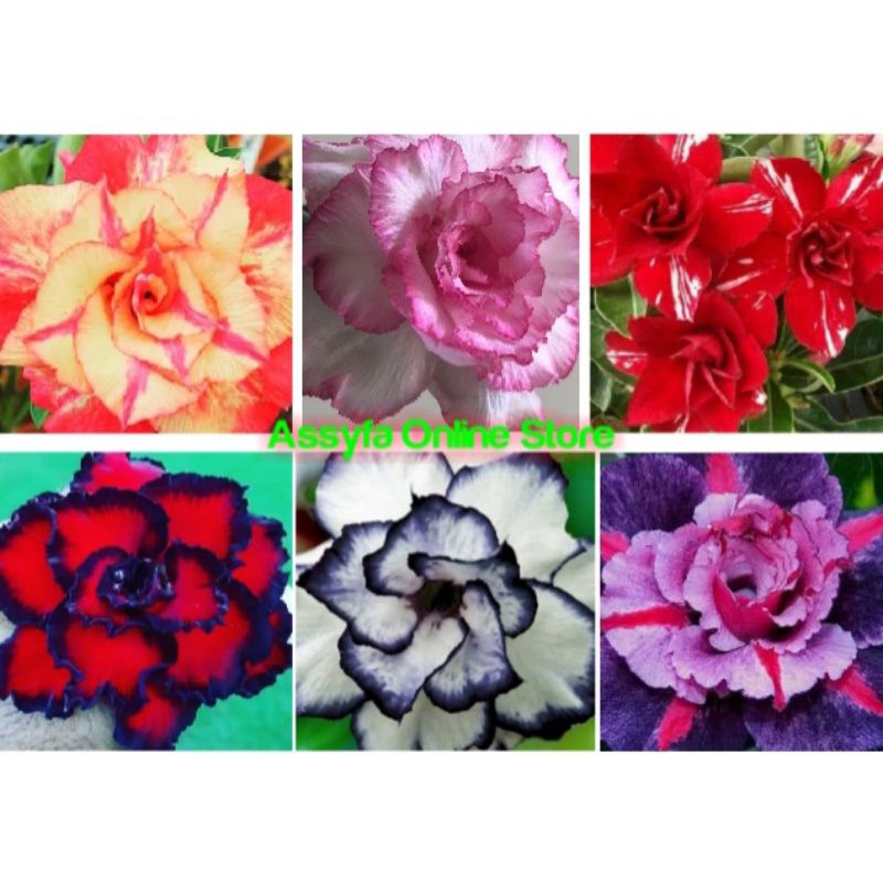 

Promo paket 6 Bibit pohon Adenium - bunga adenium - bunga Kamboja Jepang. FA
