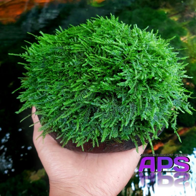 tanaman aquascape mos media batok kelapa aquascape mos rimbun