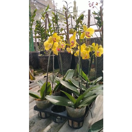 Angbul Kuning Berbunga