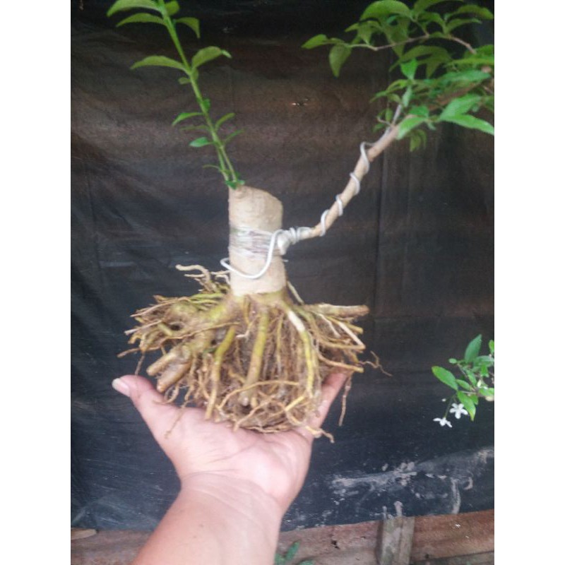 bahan bonsai anting putri