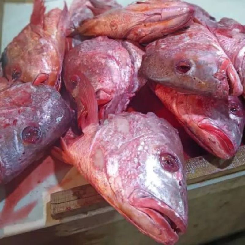 

kepala ikan kakap merah fresh 1kg/ikan segar