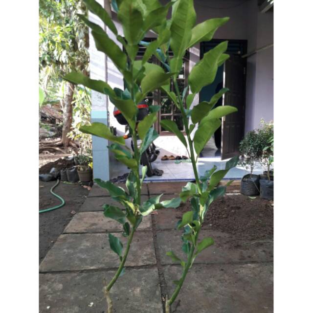 Bibit Jeruk Bali // Bibit Jeruk Bali Merah Berbunga // Bibit Jeruk Bali Murah