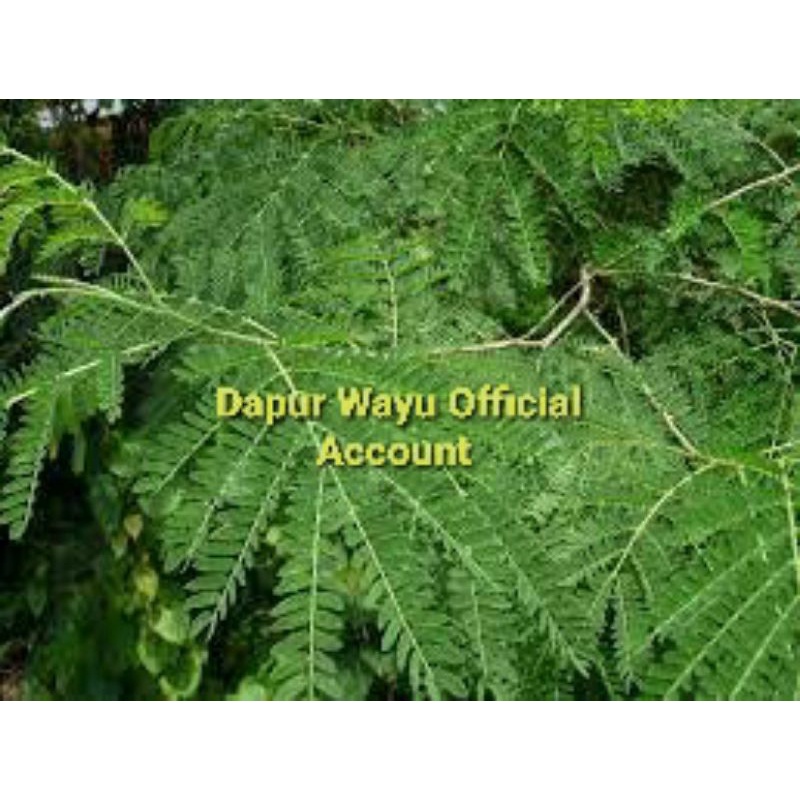 Jual Daun Pete Cina Daun Lamtoro Herbal Alami Fresh Langsung Petik Dan Pilihan Indonesia