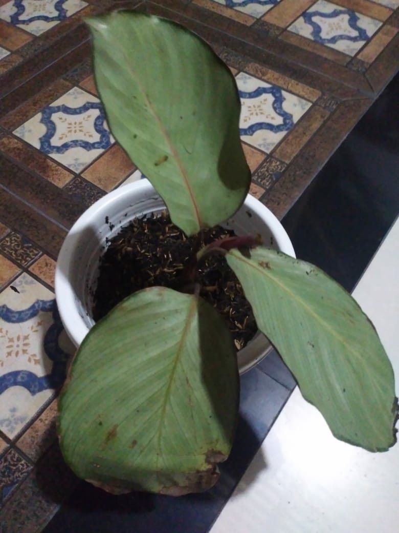 Paket 5 Tanaman Hias Calathea-kalatea