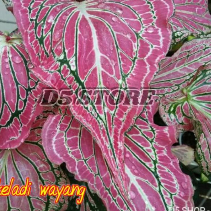{JAM.16Ap22υ} Keladi Caladium Keladi wayang Tanaman keladi Tanaman hias caladium Tanaman hias keladi