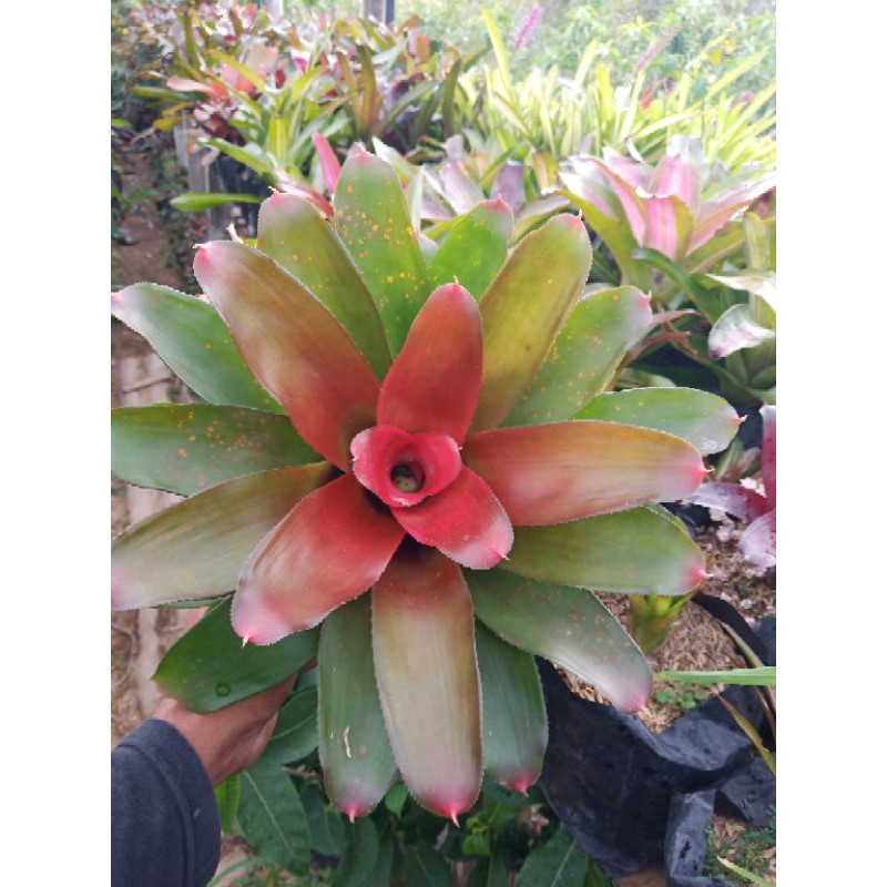 Bromelia GIANT MERAH murah