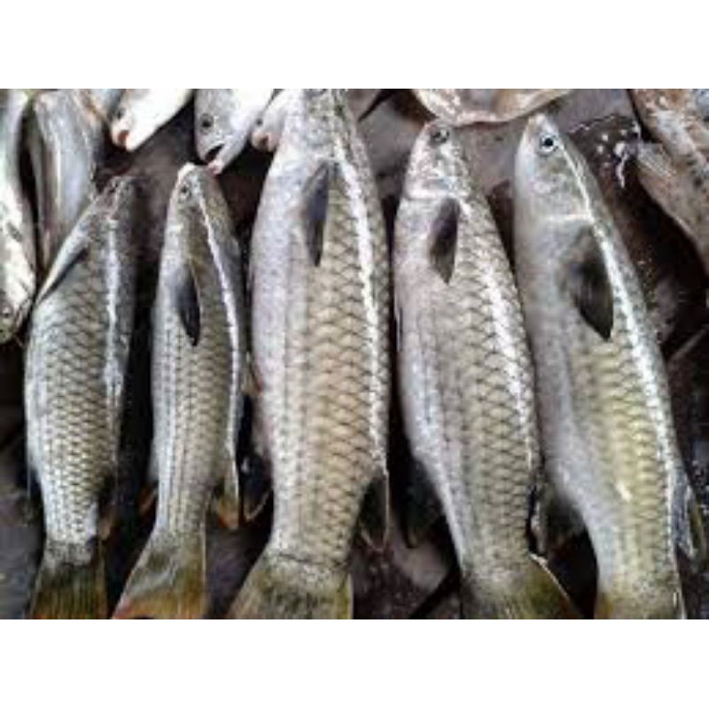 

Ikan Belanak segar 1kg
