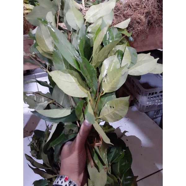 

DAUN SALAM