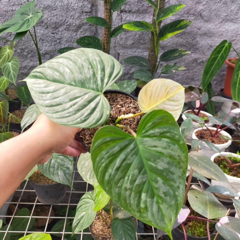 philodendron majestic