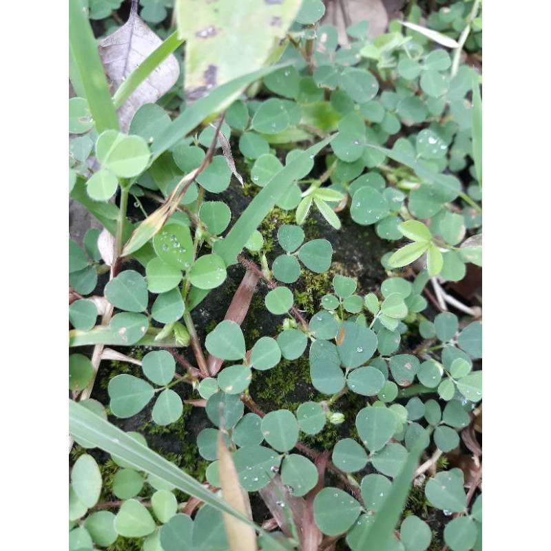 Dukut Jarem Daun Jamu Herbal