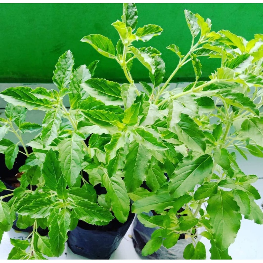 BIBIT POHON DAUN RUKU RUKU / LAMPES/KEMANGI HUTAN/HOLY BASIL