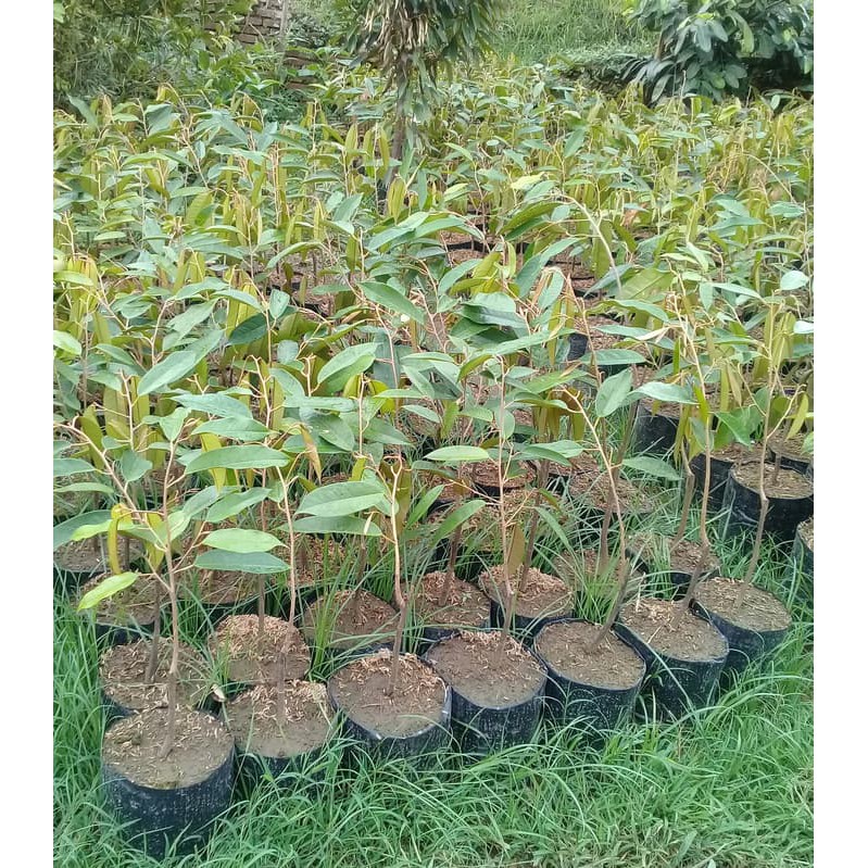

Bibit durian montong super