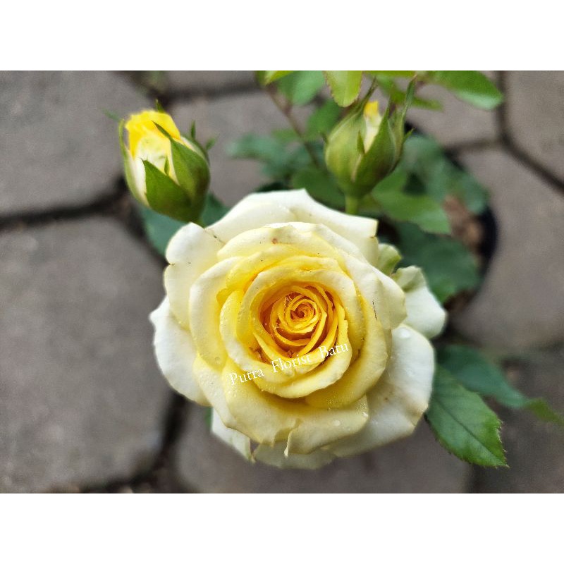 Bibit Tanaman Mawar Floribunda Kuning