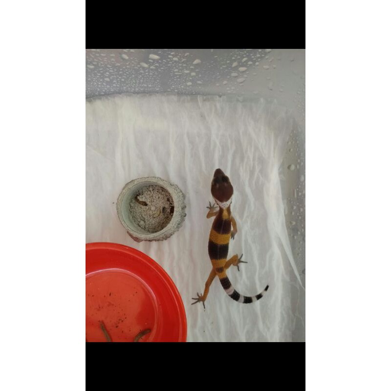 (Mainan) Baby Juve Leopard Gecko Murah Bebas Pilih Foto