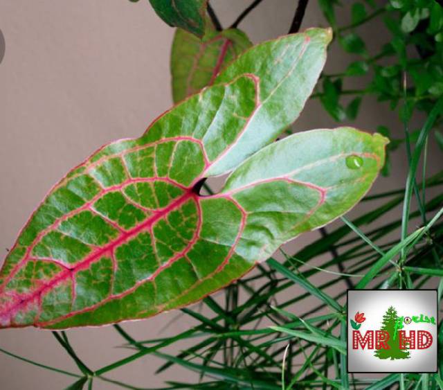 Alocasia cyrtosperma jhonstonii black jack