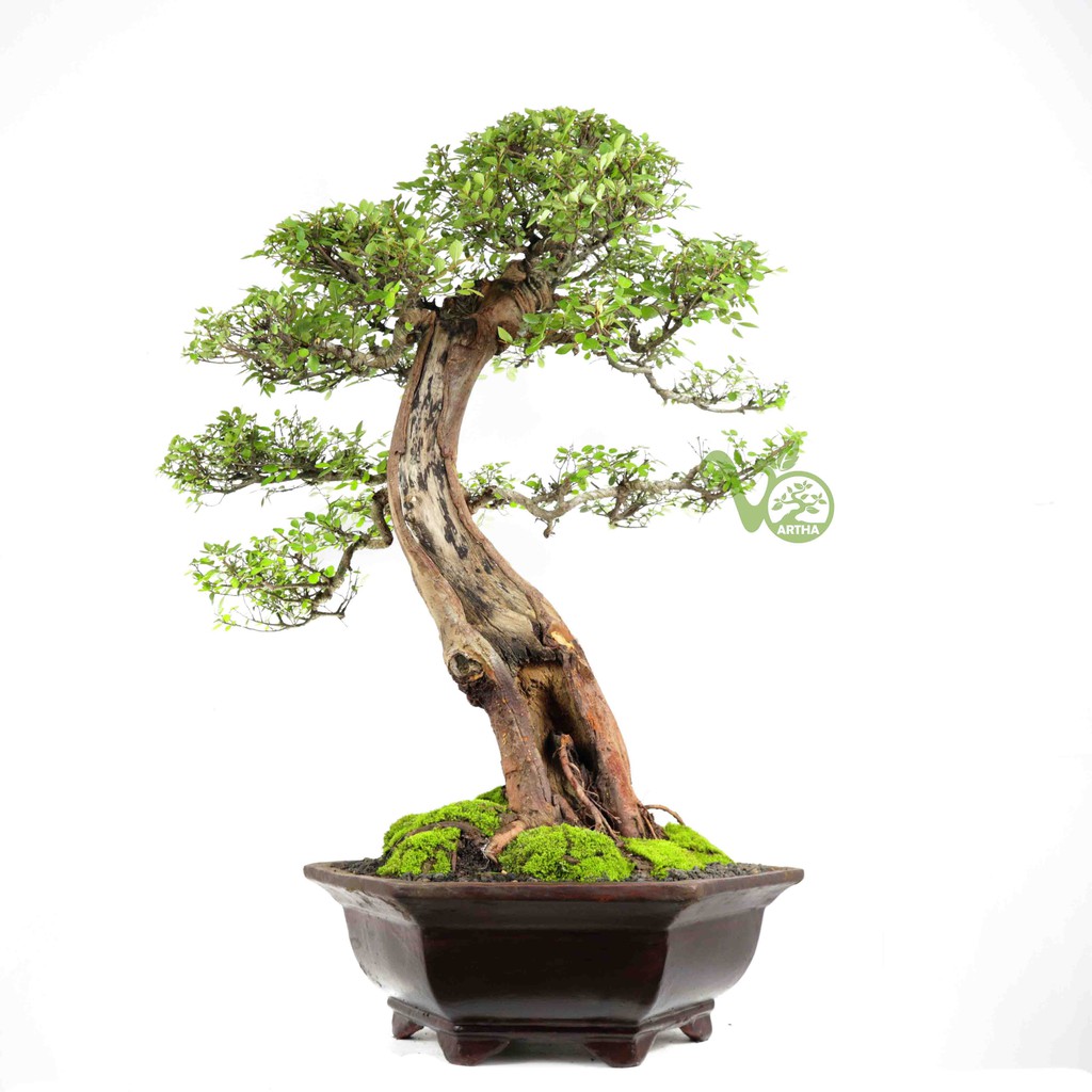 Bonsai Ulmus Micro 02