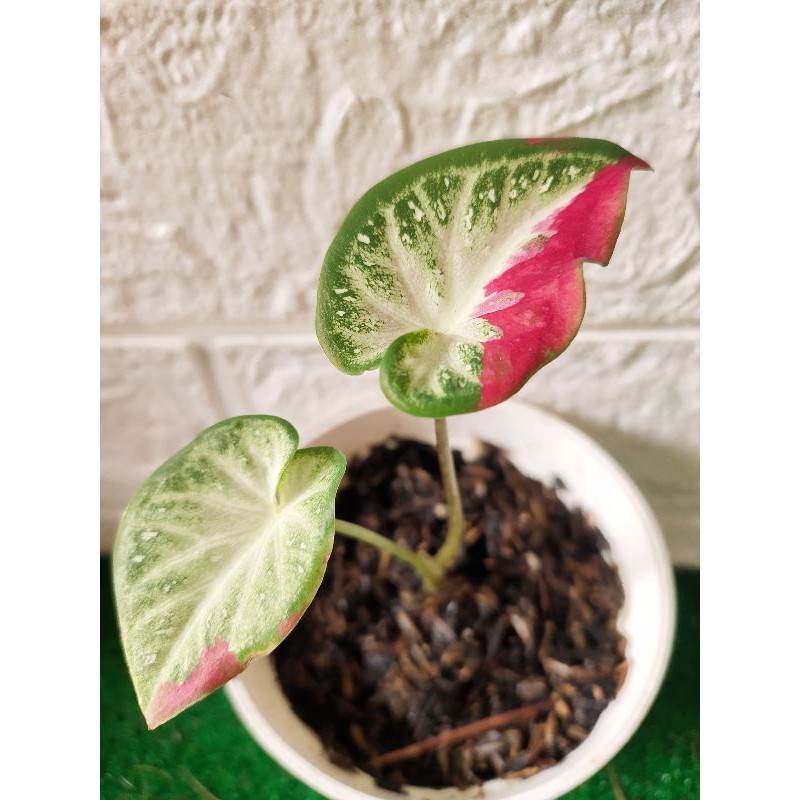 keladi cat tumpah / shycool