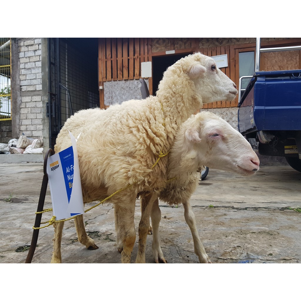 Domba Berat Hidup 15-16kg/Domba Aqiqah/Domba Peliharaan